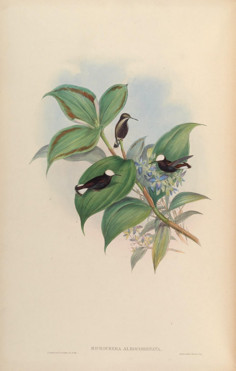 mikrochera albocoronata by John Gould