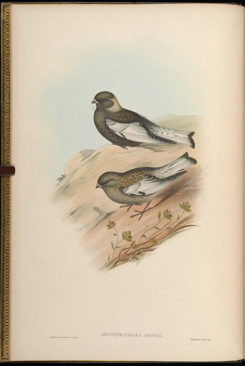 Montifringilla arctoa = Passer arctous = Leucosticte arctoa[2] by John Gould