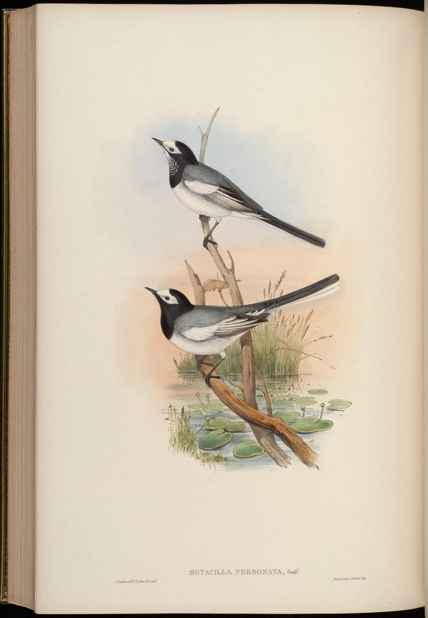 Motacilla kişisi = Motacilla alba kişisi by John Gould