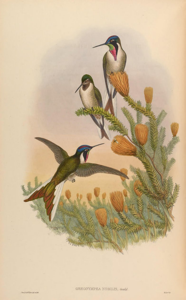 oreonympha by John Gould