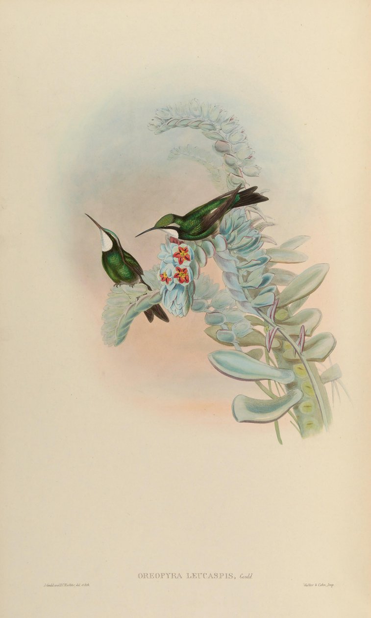 Oreopyra leucaspis = Lampornis castaneoventris by John Gould