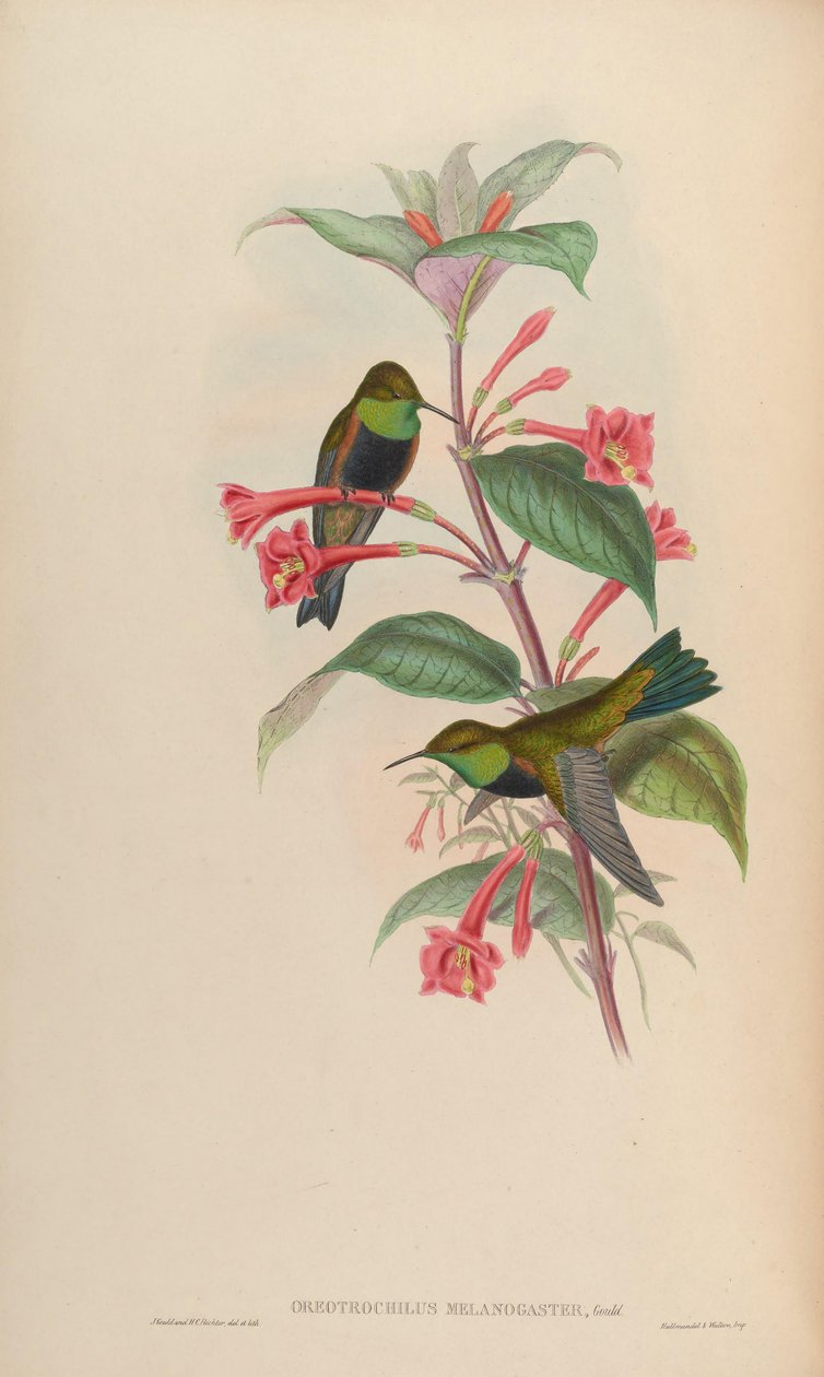 oreotrochilus melanogaster by John Gould