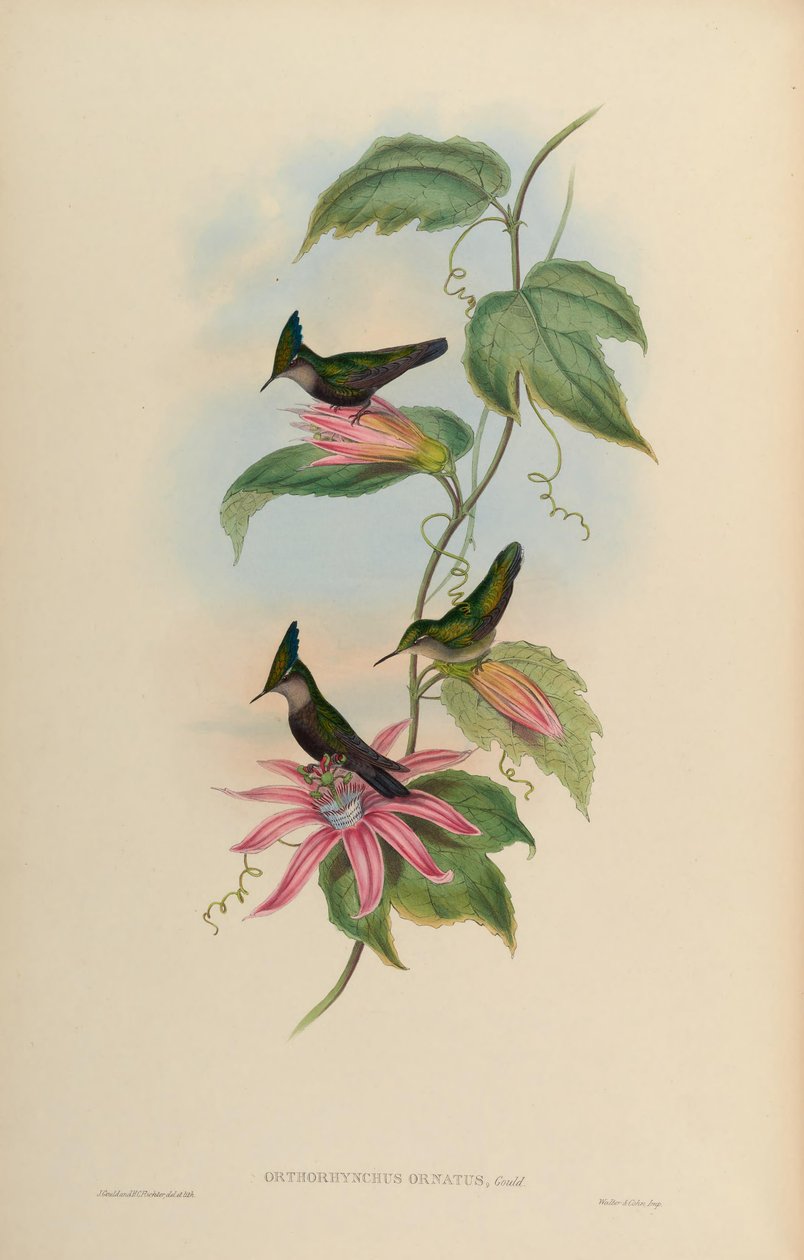 Orthorhynchus ortus = Orthorhynchus cristatus by John Gould