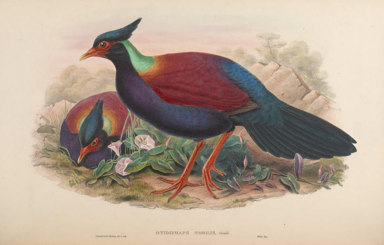 Otidipus by John Gould