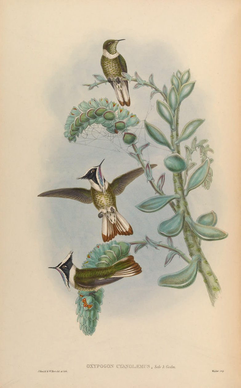 Oksipogon cyanolaemus = Oksipogon guerinii cyanolaemus by John Gould