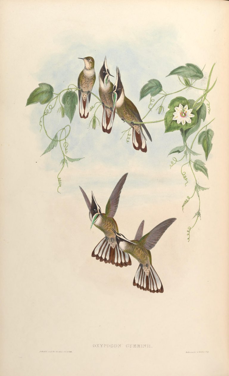 oksipogon guerinii by John Gould