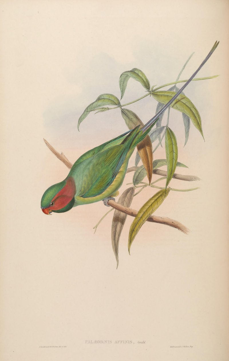 Palaeornis affinis = Psittacula longicauda by John Gould