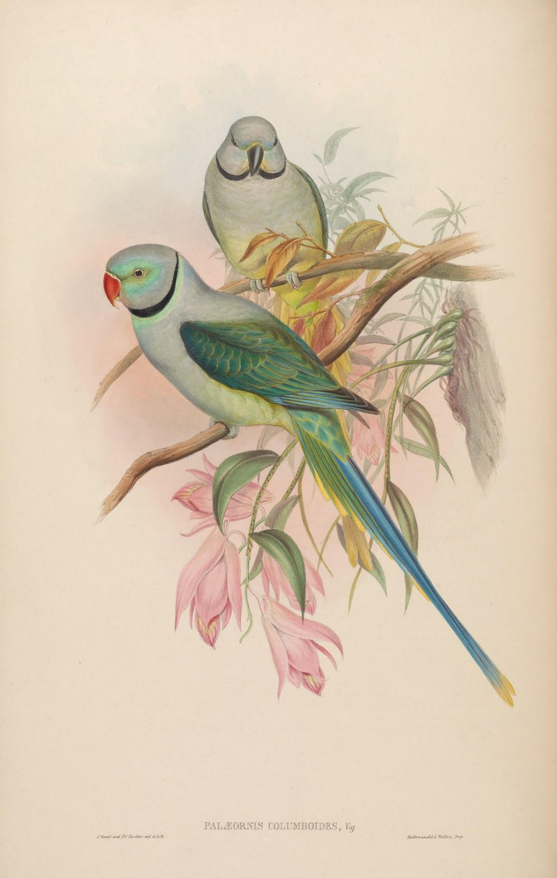 Palaeornis columboides = Psittacula columboides by John Gould