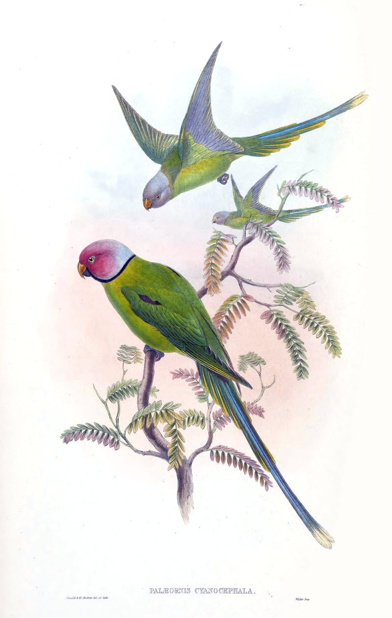 Palaeornis cyanocephalus = Psittacula cyanocephala[2] by John Gould