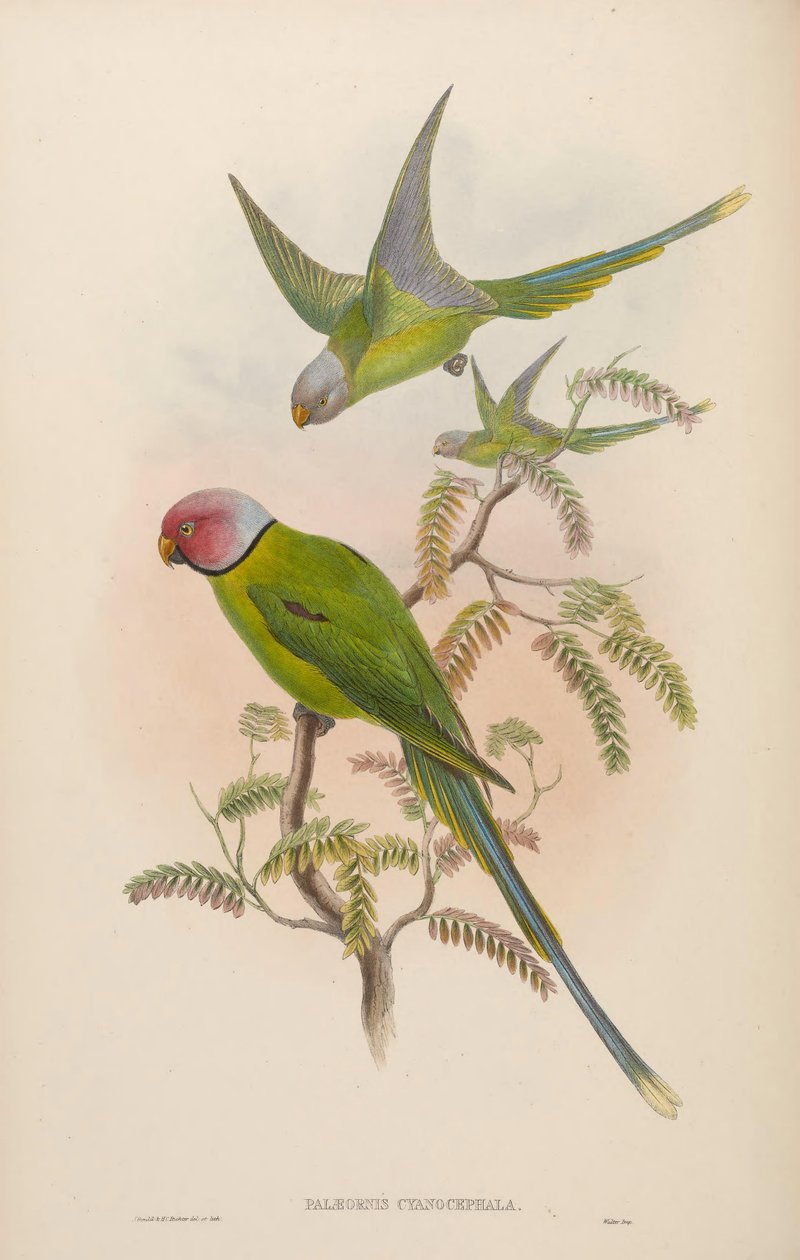 Palaeornis cyanocephalus = Psittacula cyanocephala[2] by John Gould
