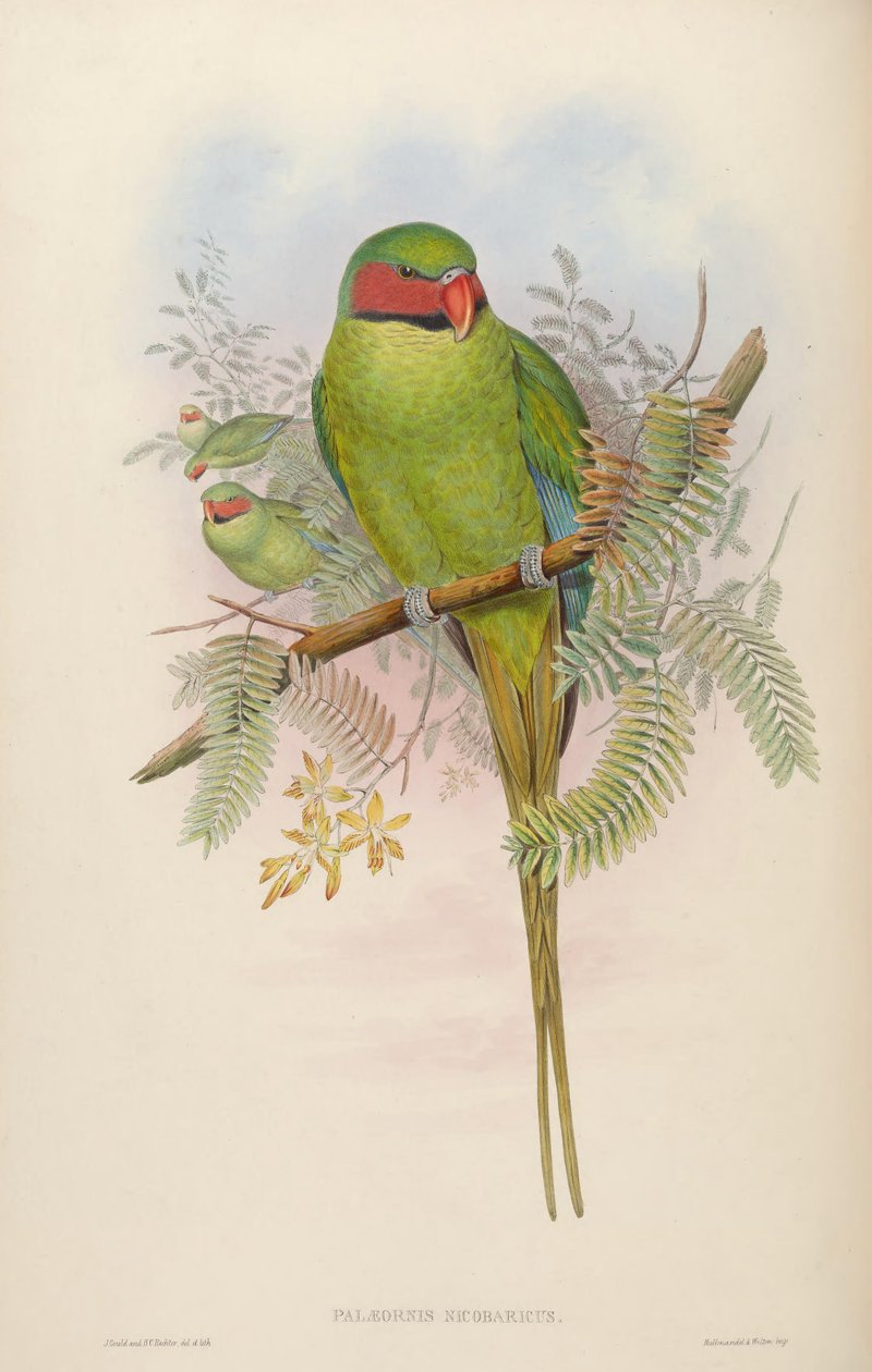 Palaeornis nicobaricus = Psittacula longicauda tytleri by John Gould