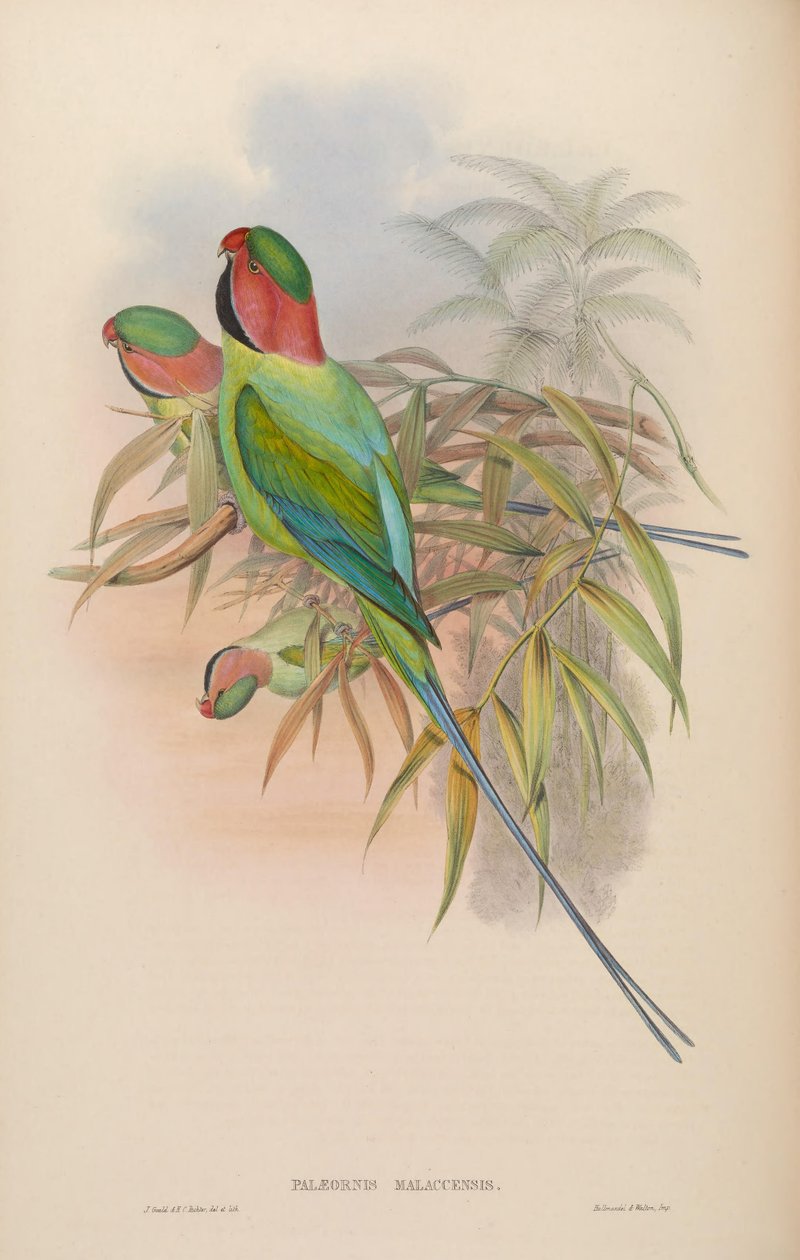 Palæornis malaccensis = Psittacula longicauda nicobarica by John Gould