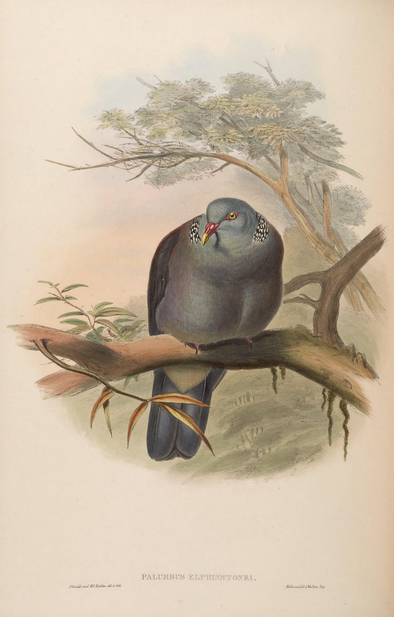 Palumbus elphinstonei = Columba elphinstonii by John Gould