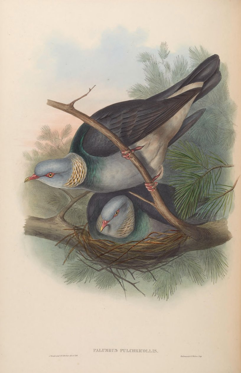 Kolomb by John Gould
