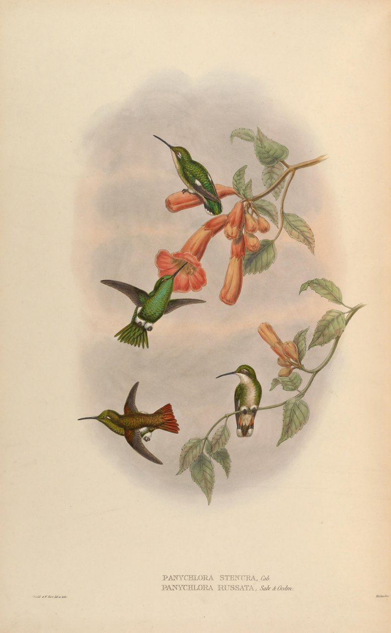 Panychlora russata = Klorostilbon russatus Panychlora stenura = Klorostilbon stenurus [2] by John Gould