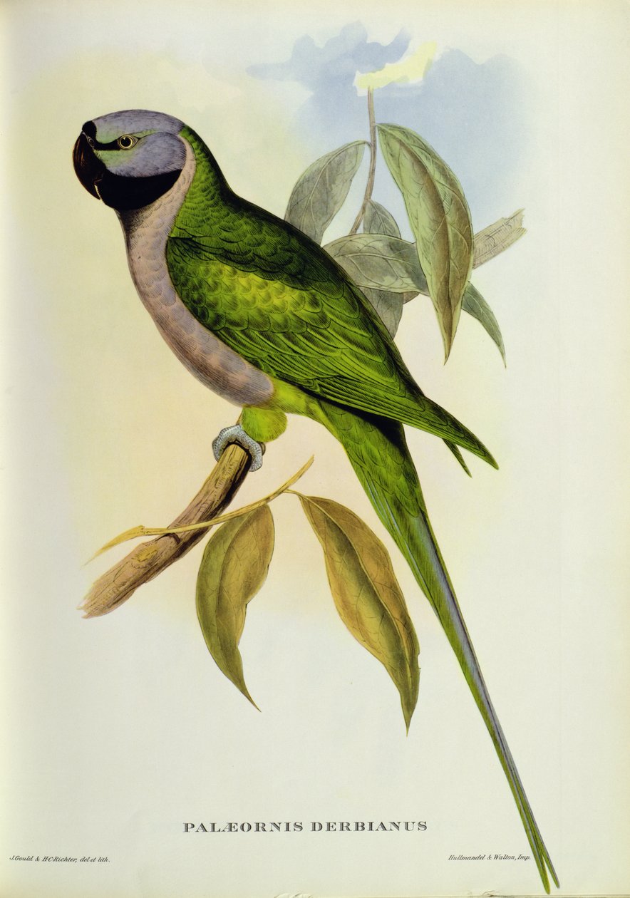 Muhabbet kuşu: Palaeornis Derbianus, c.1850 by John Gould