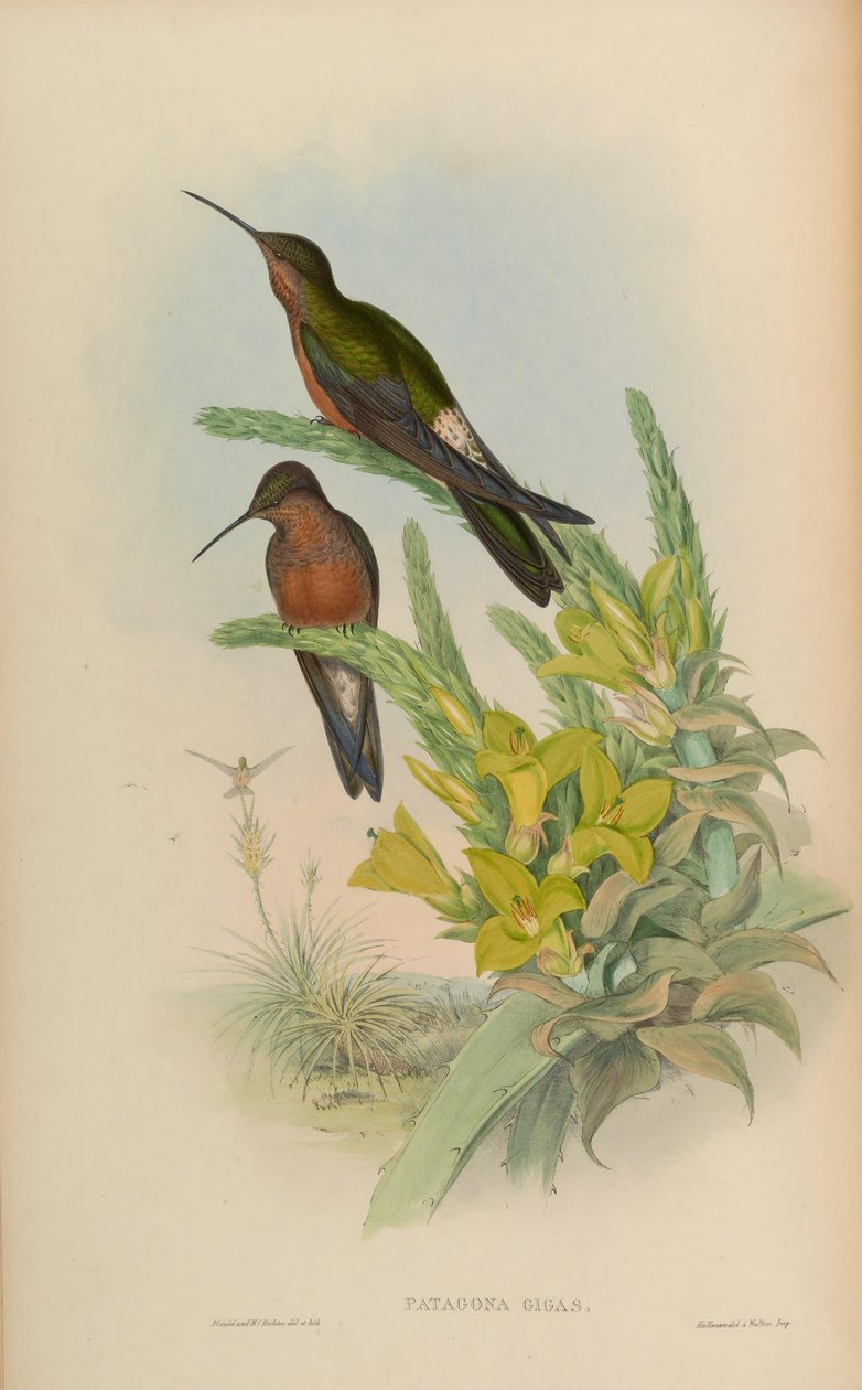 patagona gigaları by John Gould