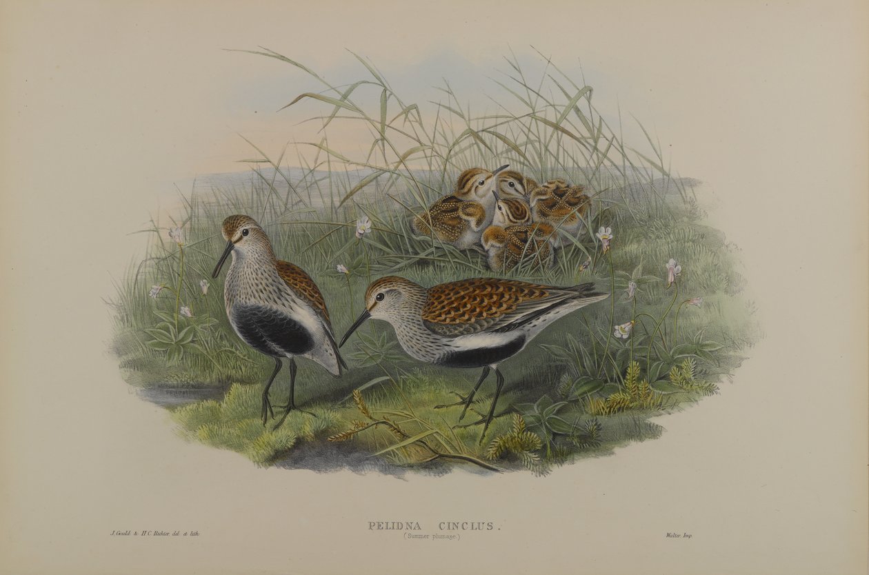 Pelinda Cinclus, Summer Plumage - Dunlin  by John Gould