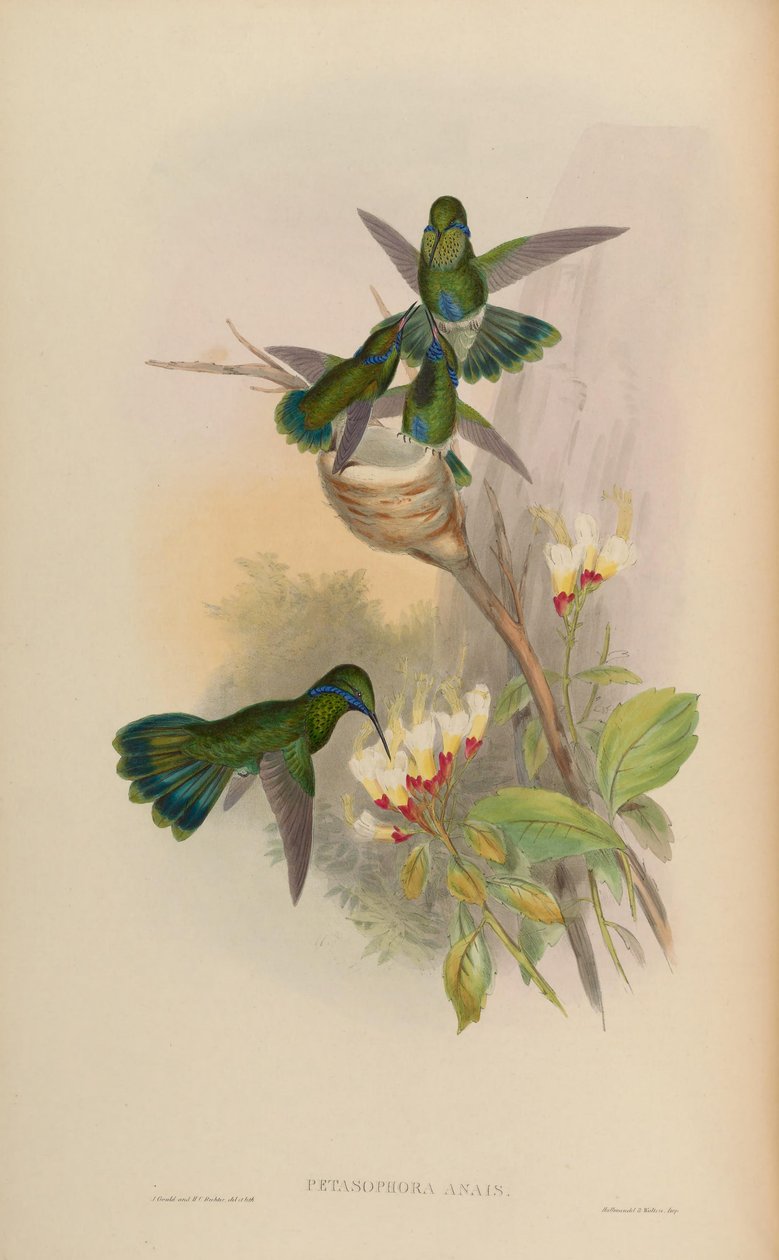 Petasophora anais = Colibri yanıp sönüyor by John Gould