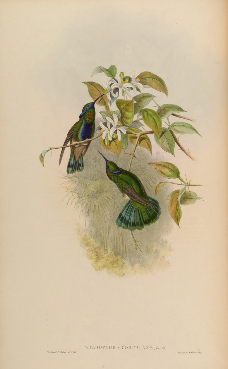 Petasophora yanıp sönüyor = Colibri yanıp sönüyor by John Gould