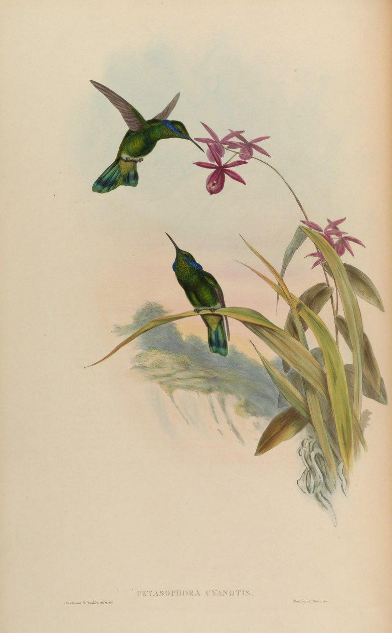 Petasophora cyanotus = Colibri thalassinus cyanotus by John Gould
