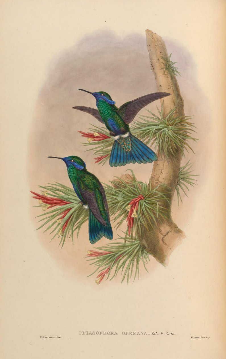 Petasophora germana = Colibri yanıp sönen germanus by John Gould