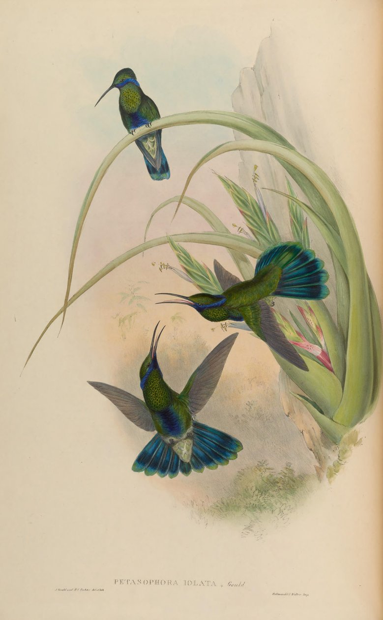 Petasophora iolata = Colibri yanıp sönüyor by John Gould