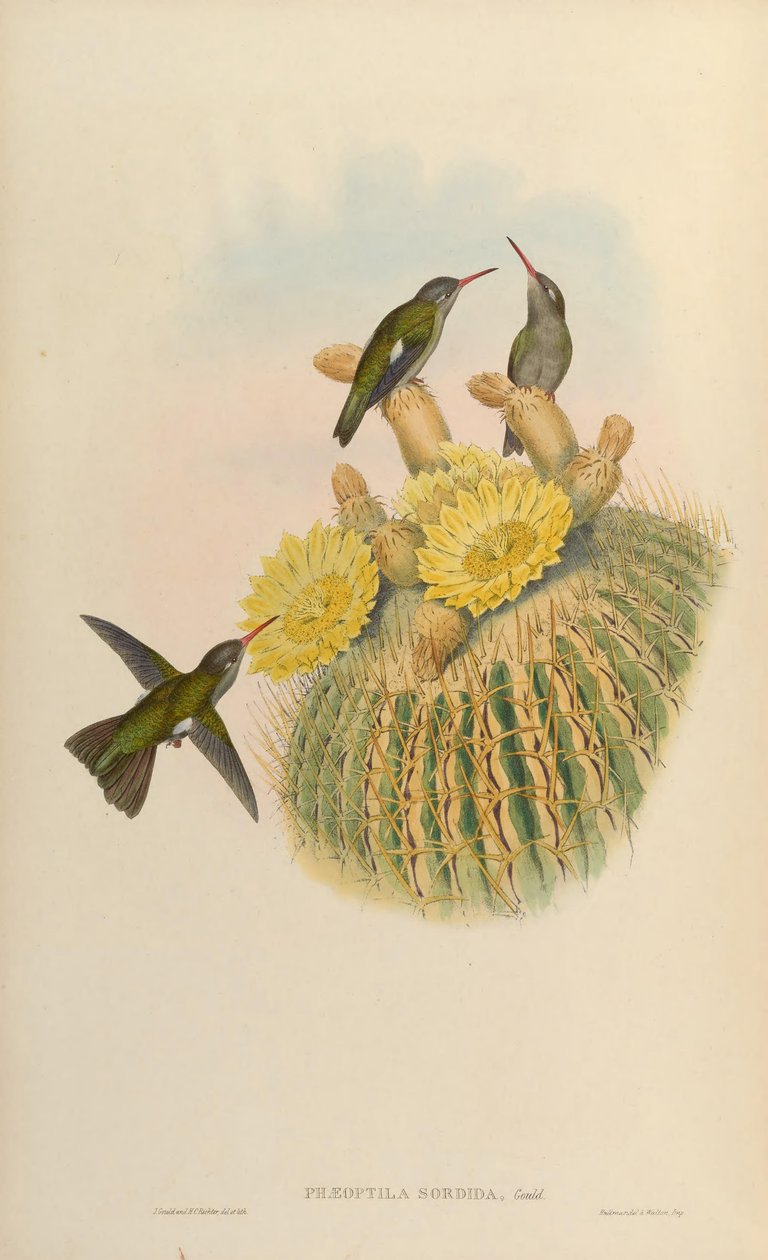Phaeoptila sordidus = Cynanthus sordidus by John Gould