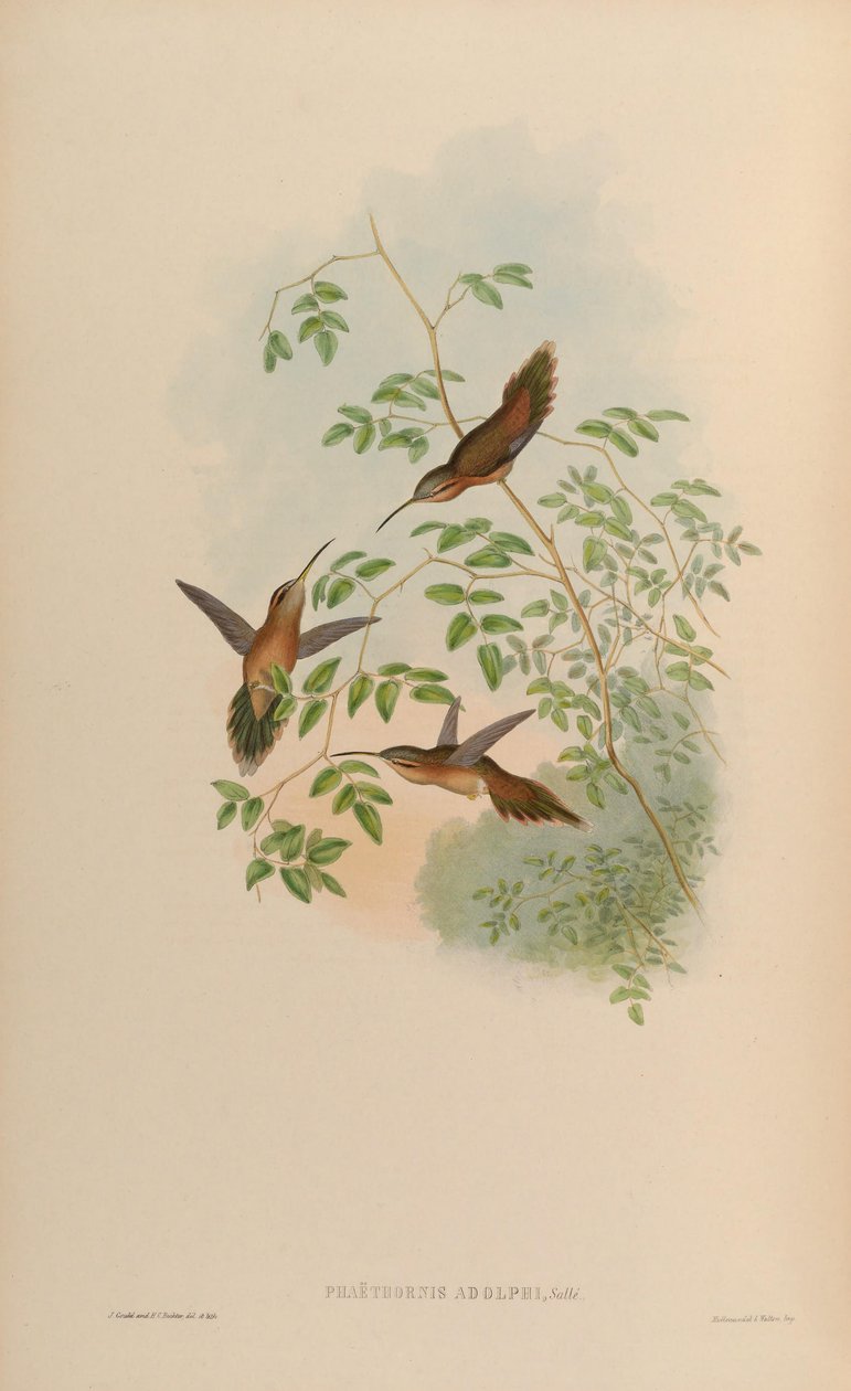 Phaethornis adolphi = Phaethornis strigigularis by John Gould