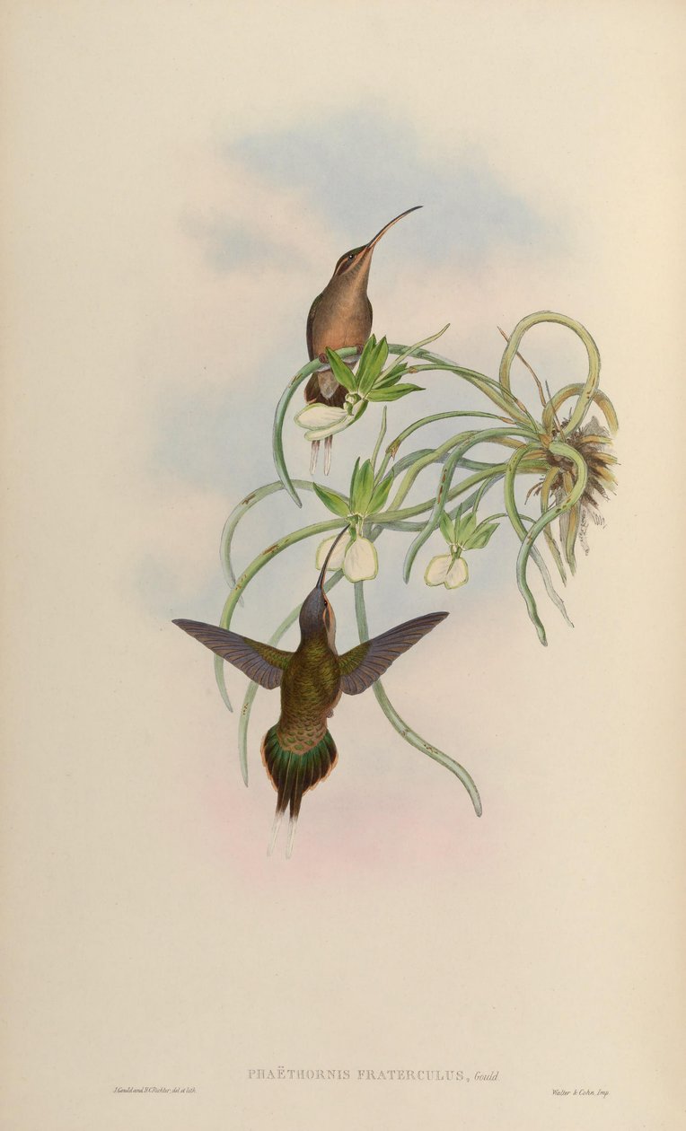 Phaethornis fraterculus = Phaethornis superciliosus superciliosus by John Gould