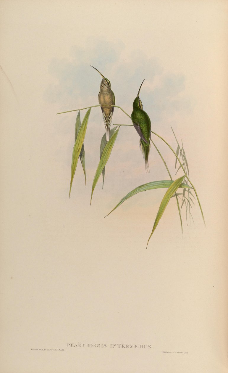 Phaethornis intermedius = Phaethornis squalidus by John Gould