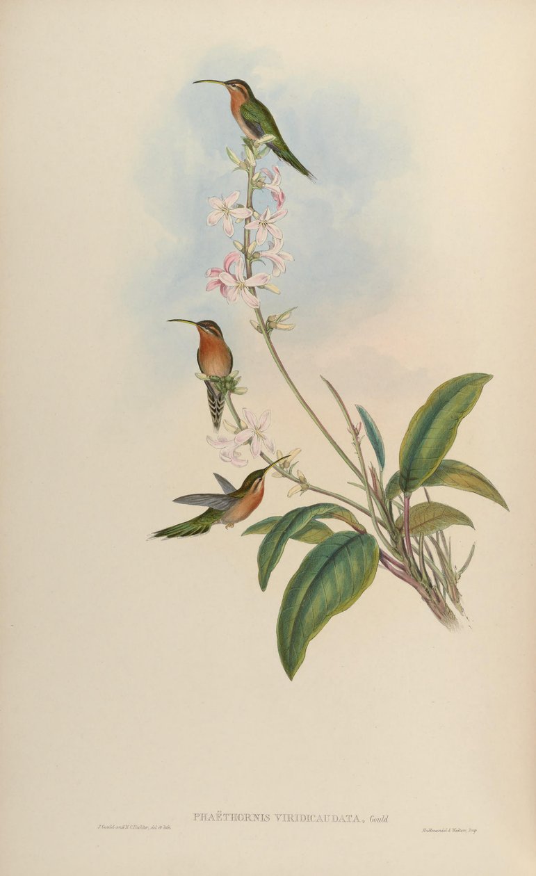 Phaethornis viridicaudata = Phaethornis idaliae by John Gould