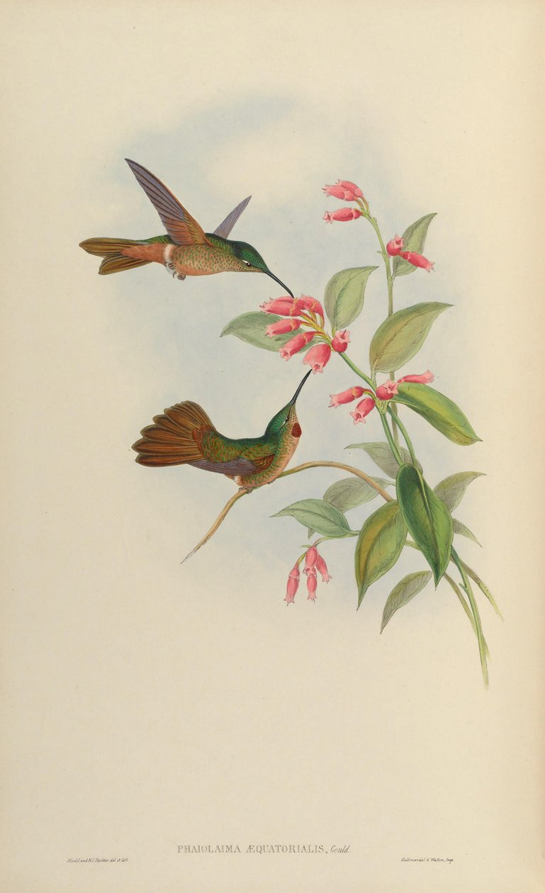 Phiolaema concolor = Heliodoxa rubinoides eşittir by John Gould