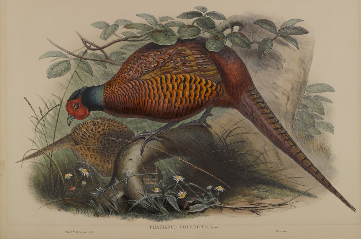 Brottför Jakobs konungs II by John Gould