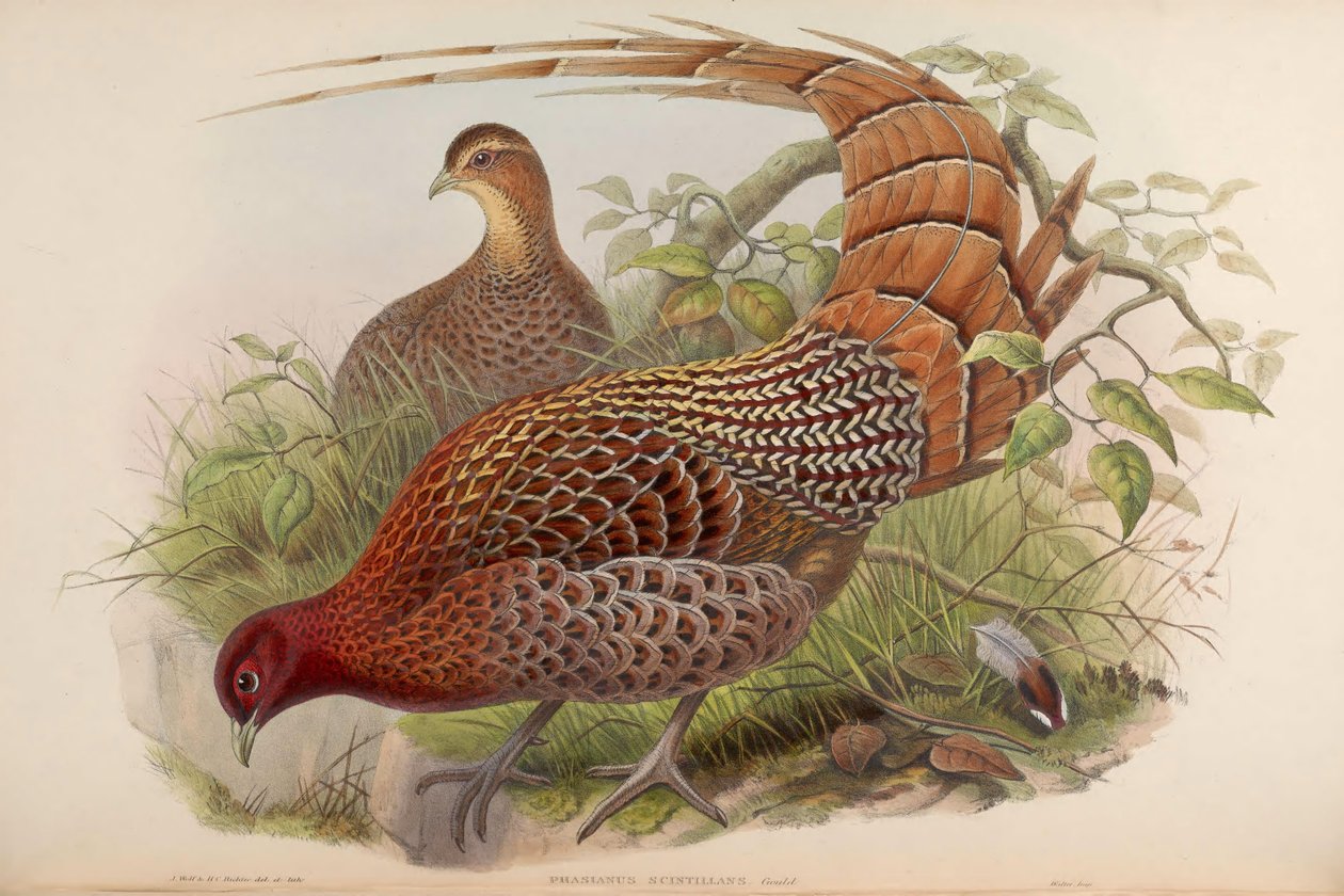 Phasianus scintillans = Syrmaticus soemmerringii scintillans by John Gould