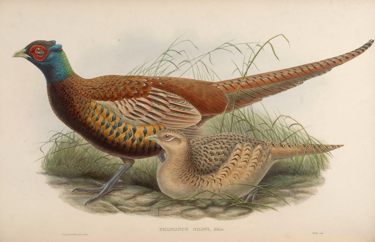 Phasianus shawii = Phasianus colchicus shawii by John Gould