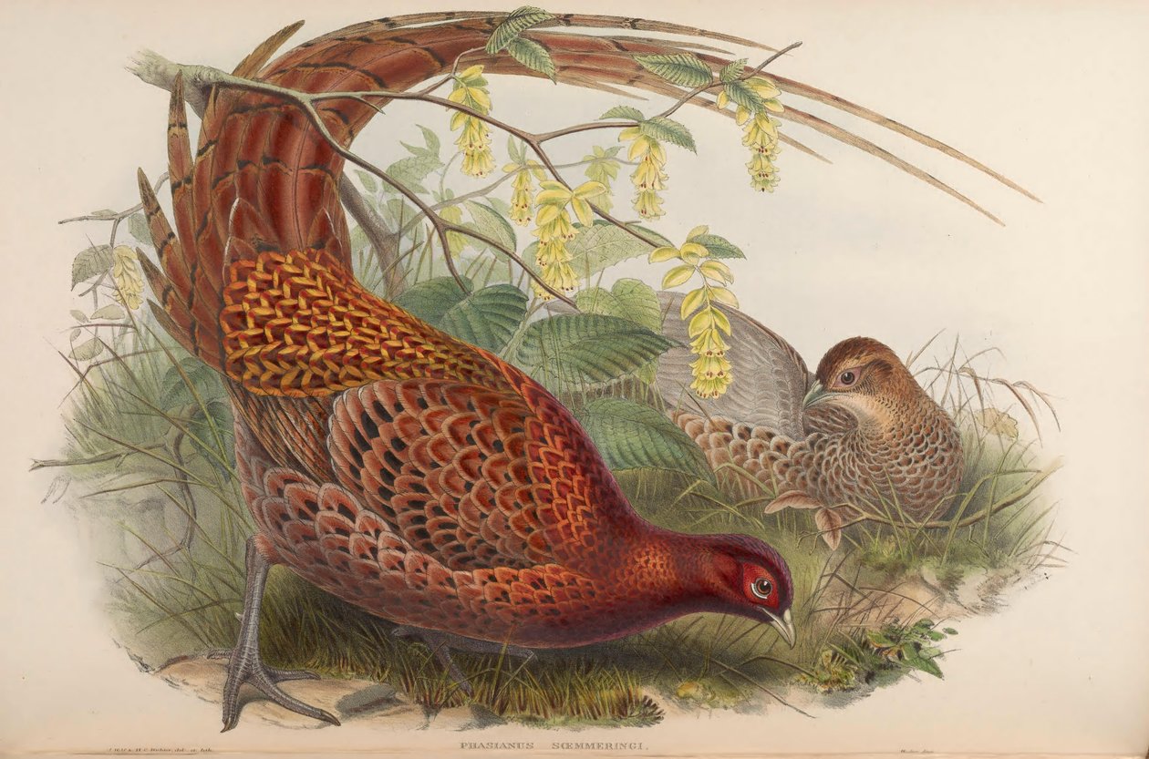 Phasianus soemmeringii = Syrmaticus soemmerringii by John Gould
