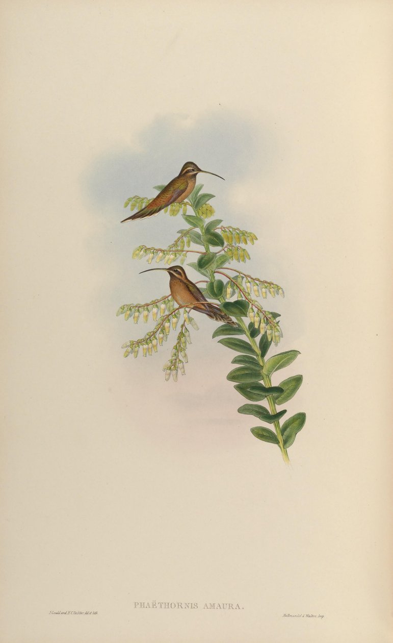 Phaëthornis amaura = Phaethornis striigularis striigularis by John Gould