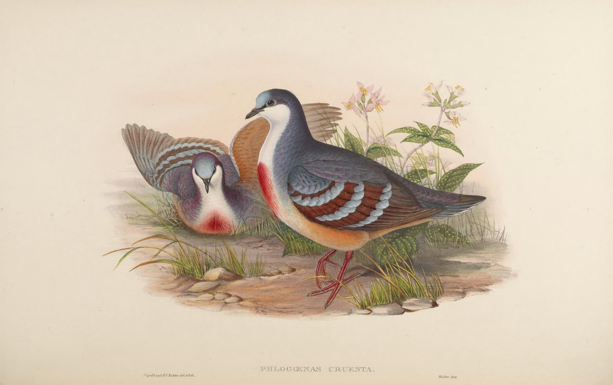 Phlogoenas cruenta = Gallicolumba luzonica by John Gould