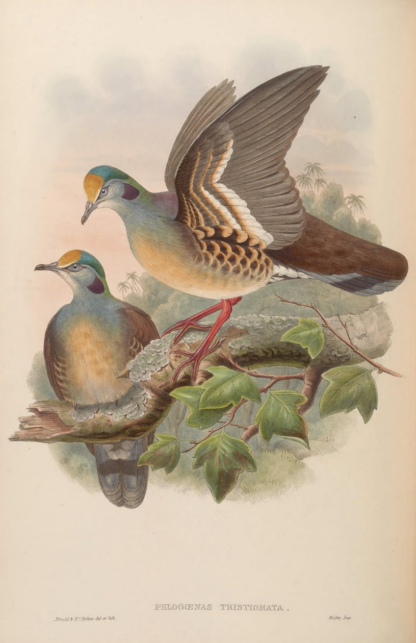 Phlogoenas sadgma = Galliumba by John Gould