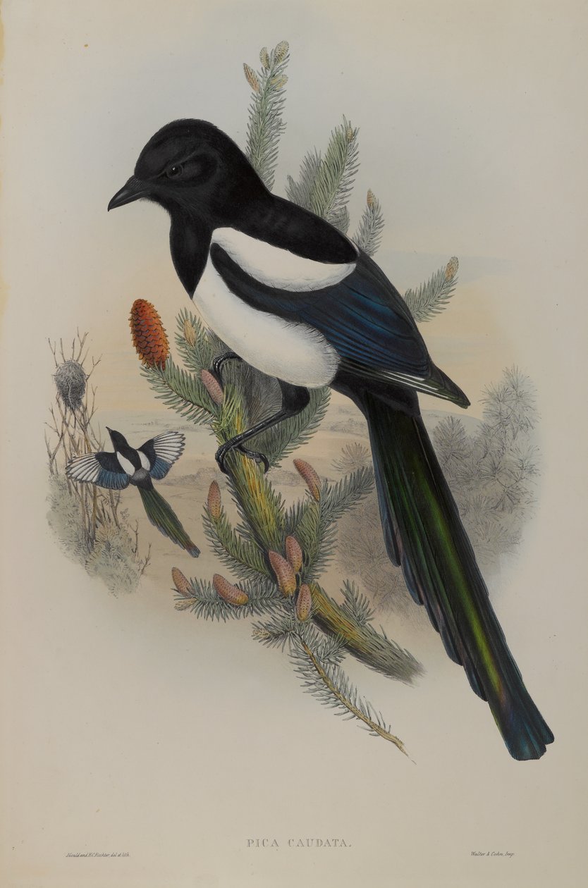 Aziz Coloman (gravür) by John Gould