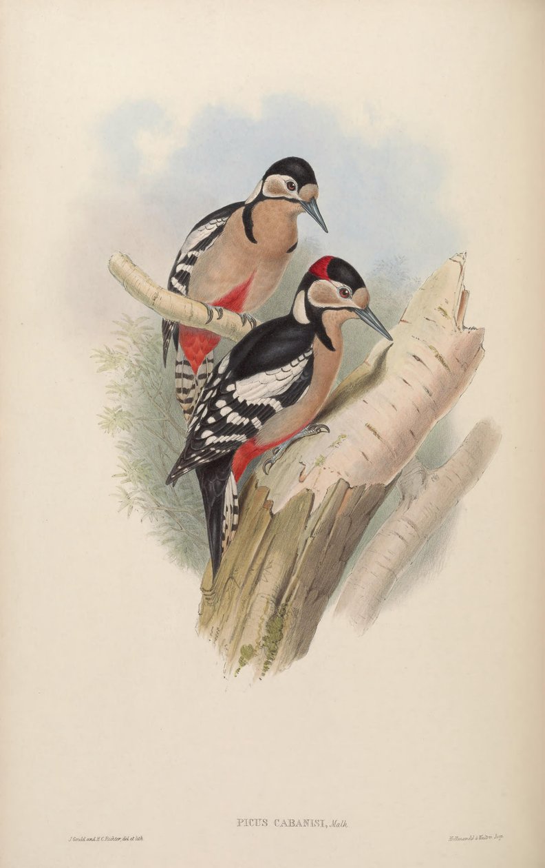 Picus cabanisi = Dendrocopos major cabanisi by John Gould