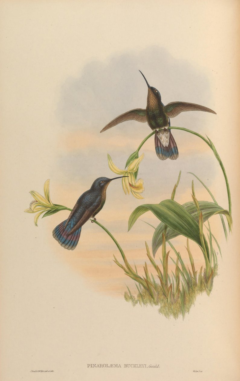Pinarolaema tokayı = Colibri yanıp sönüyor by John Gould