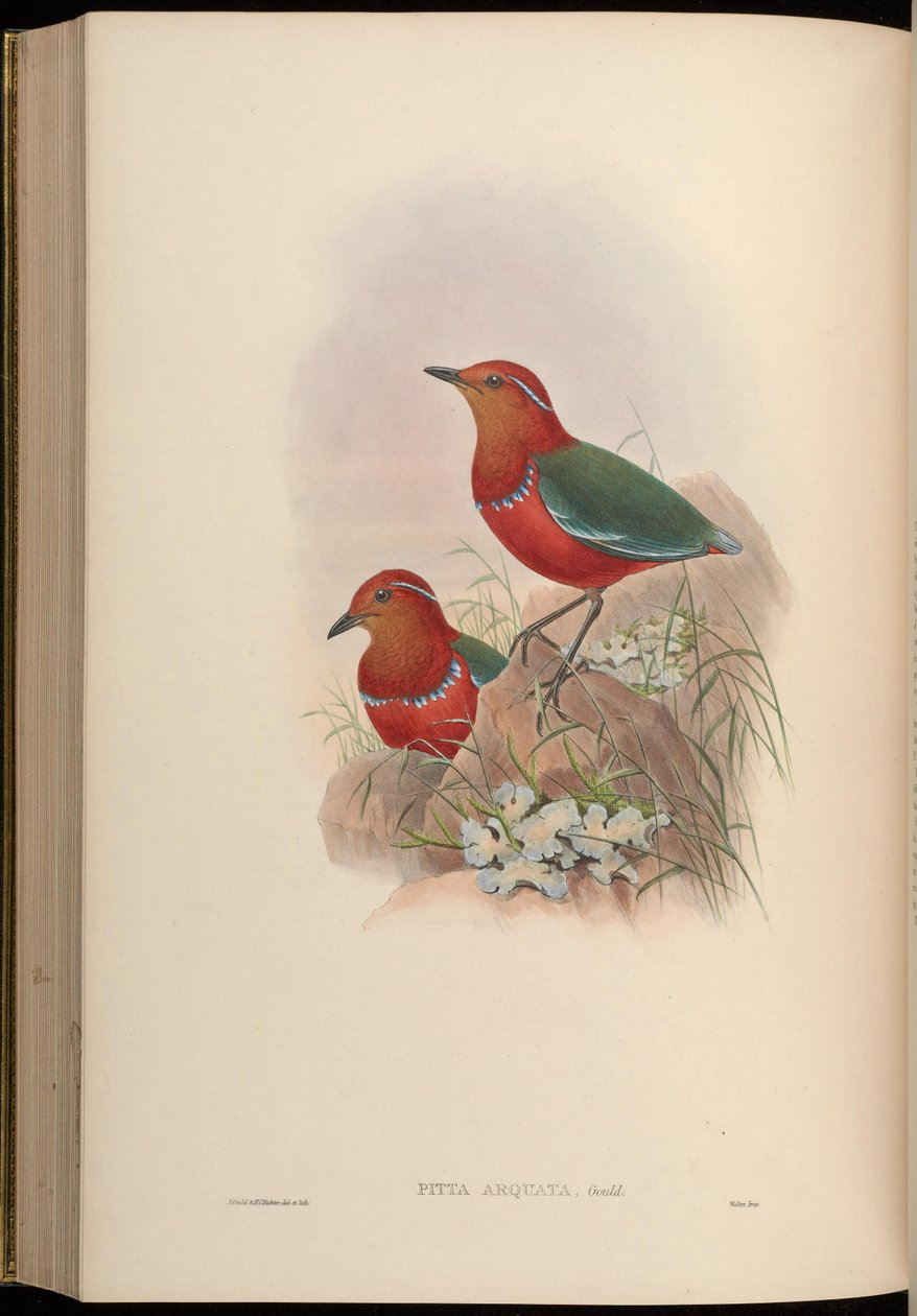 Pitta arquata = Erythropitta arquata by John Gould