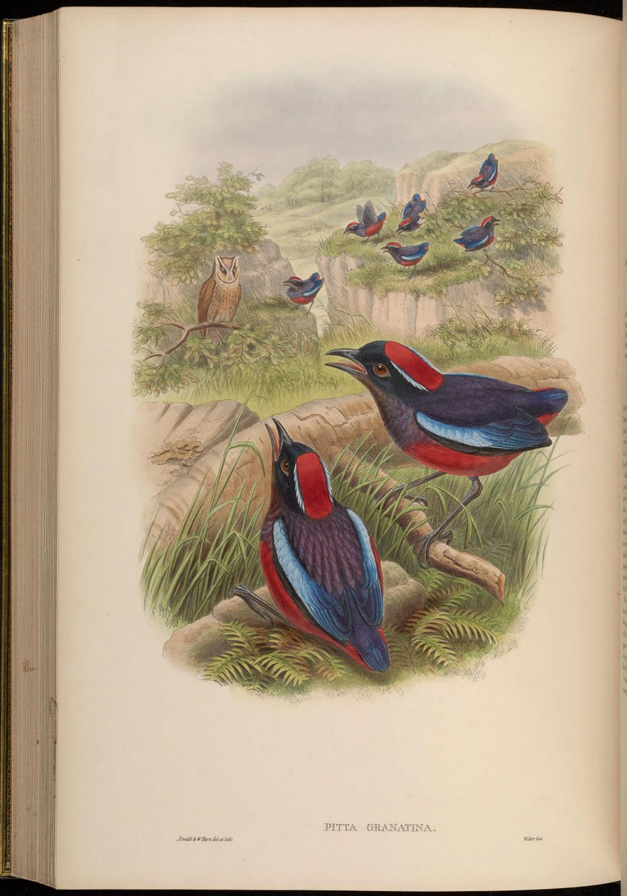 Pitta granatina = Erythropitta granatina granatina by John Gould