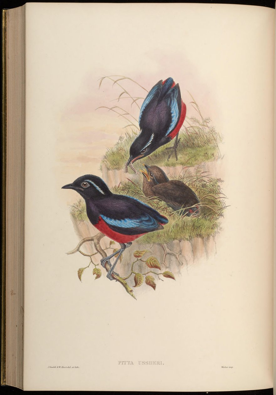 Pitta usşeri = Erythropitta usşeri by John Gould