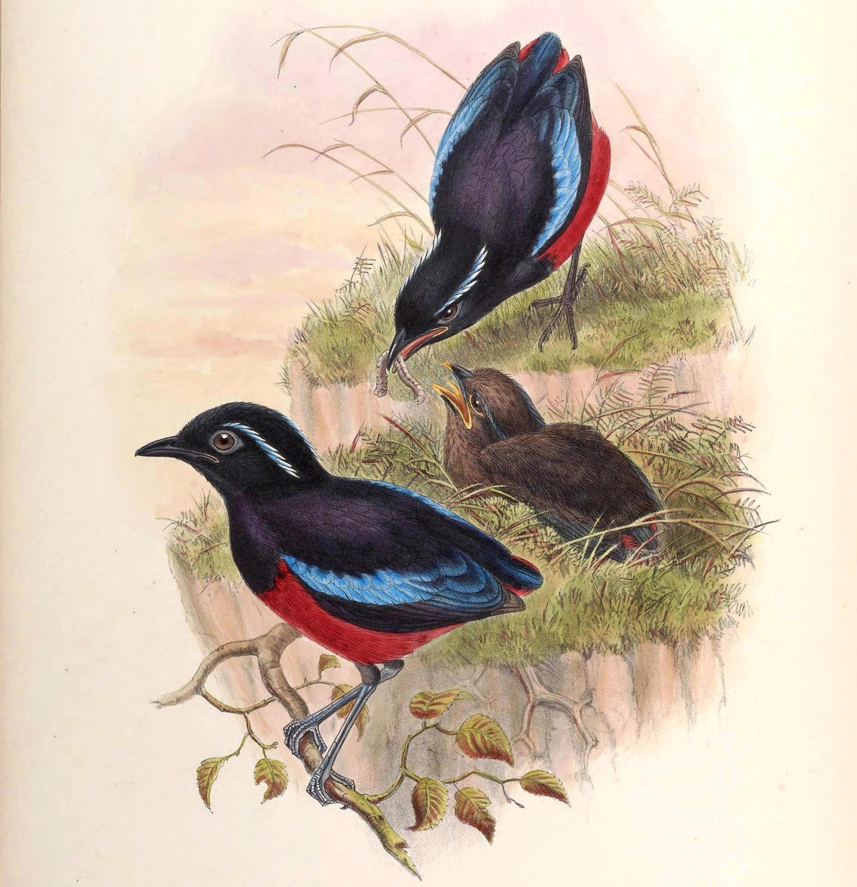 Pitta usşeri = Erythropitta usşeri by John Gould