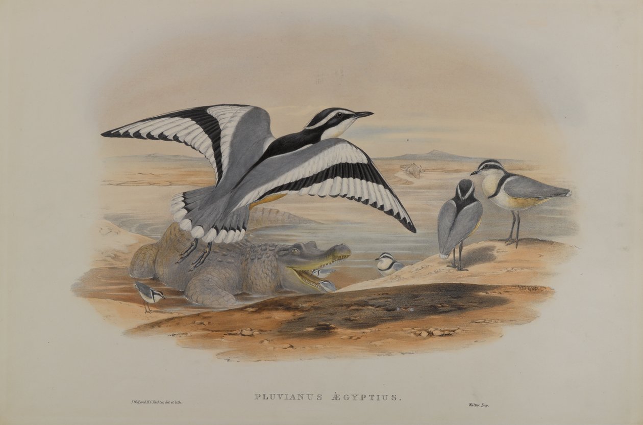 Pluvianus Aegyptius  by John Gould