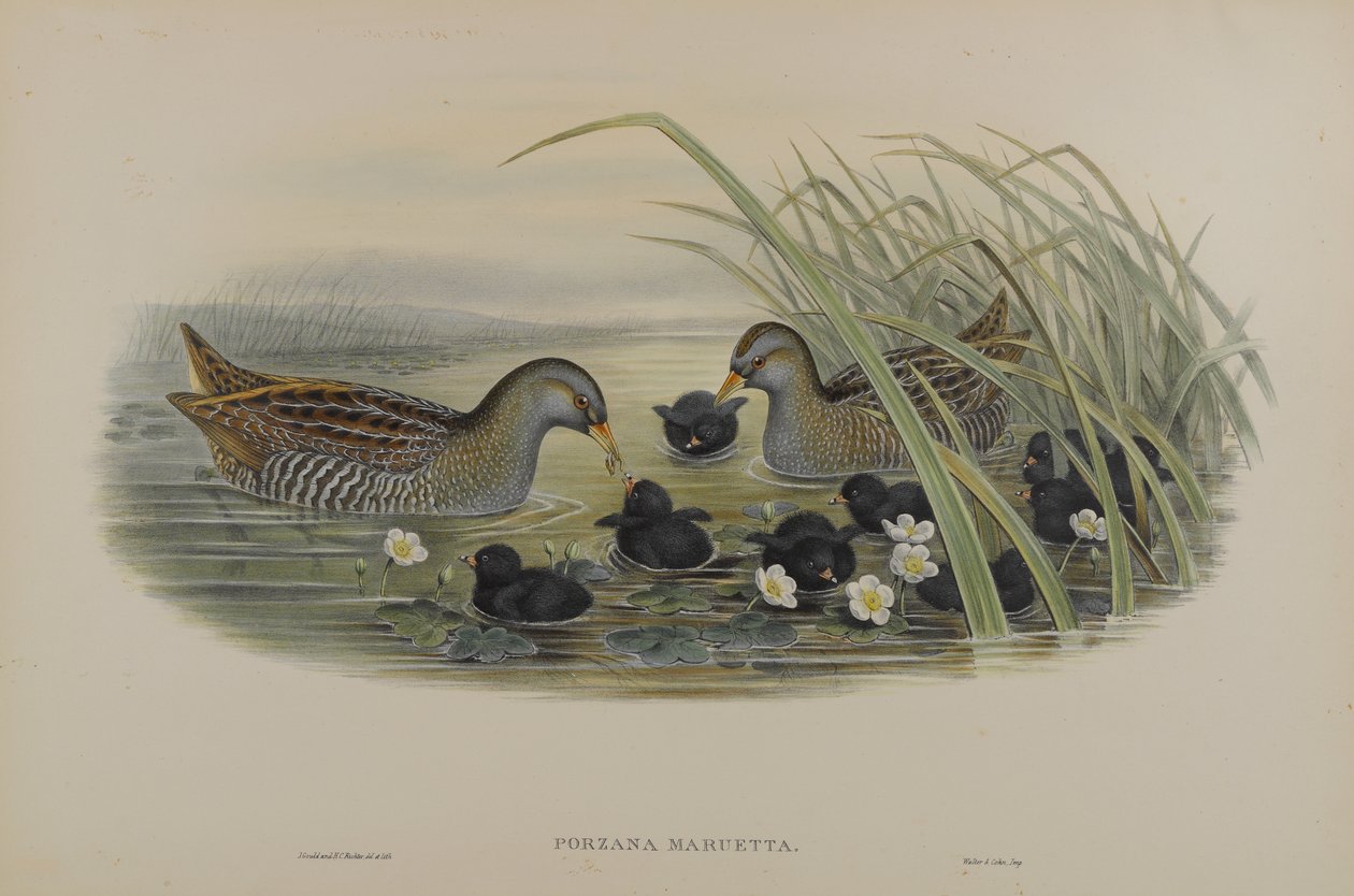 Fulica Atra by John Gould