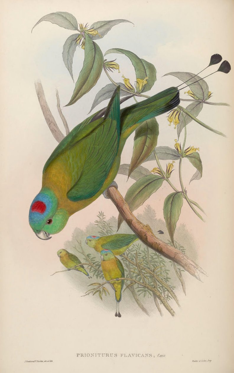 Prioniurus flavikanları by John Gould